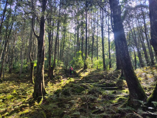 稍來小雪山國家步道、船型山、鞍馬山、鞍馬山東北峰、天池、雪山神木2799839