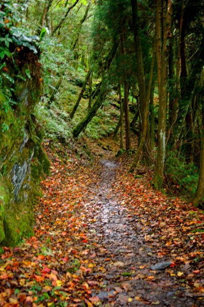 檜山巨木森林步道481508