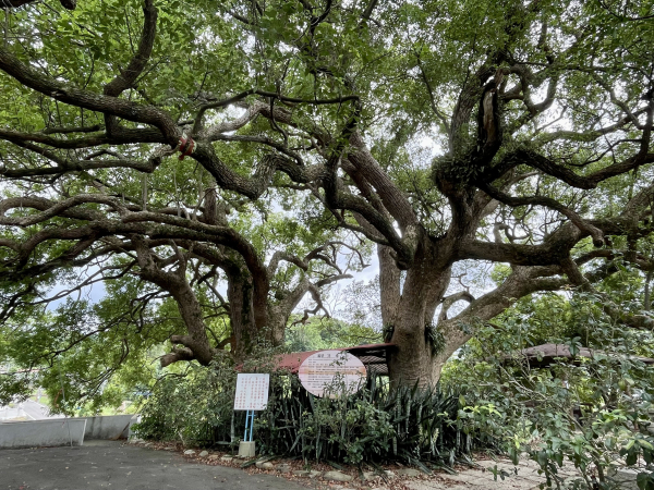 頭份市的後花園步道 #鹿廚坑山 #濫坑山 O遶路徑