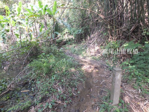 三峽區鳶尾山+福德坑東峰+福德坑山+鳶山彩壁+五十分山+壽山+龍山寺2775747