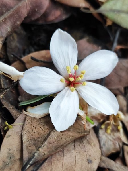 林口新林老公崎步道2773697