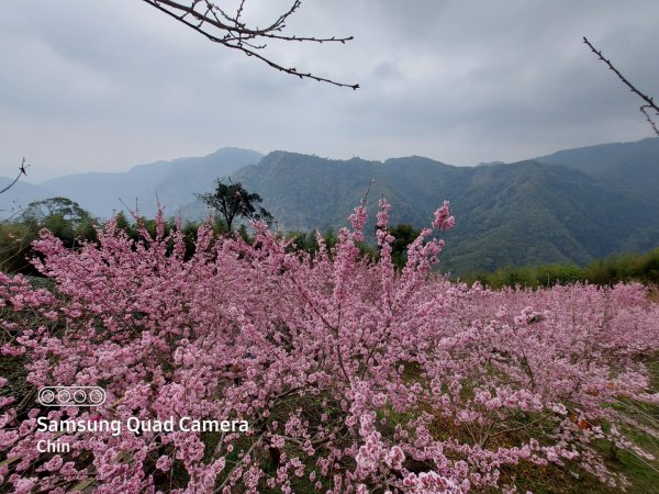 八卦茶園1275952