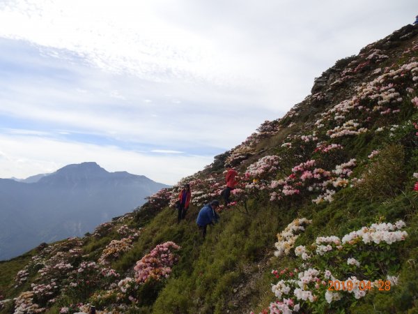 石門山賞杜鵑花684362