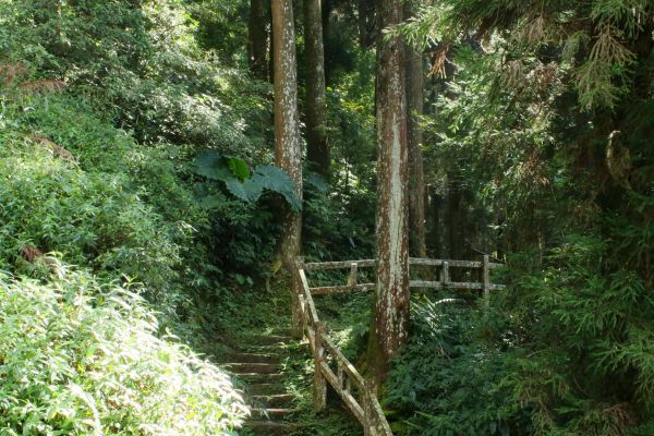 奮起湖步道194615