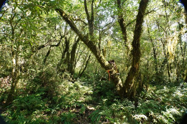 新北 烏來 波露山3000690