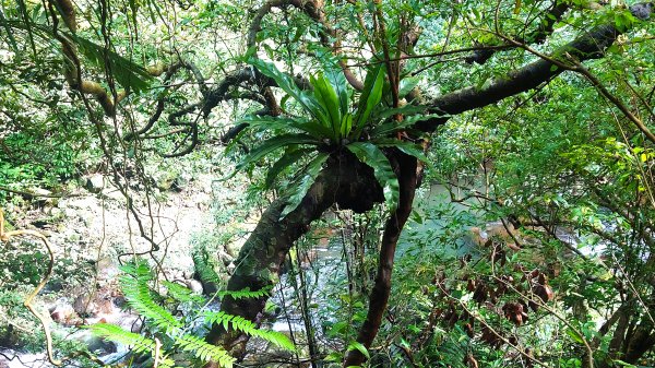 台北狗殷勤古道上平菁42巷下溪山古道賞櫻行2704909