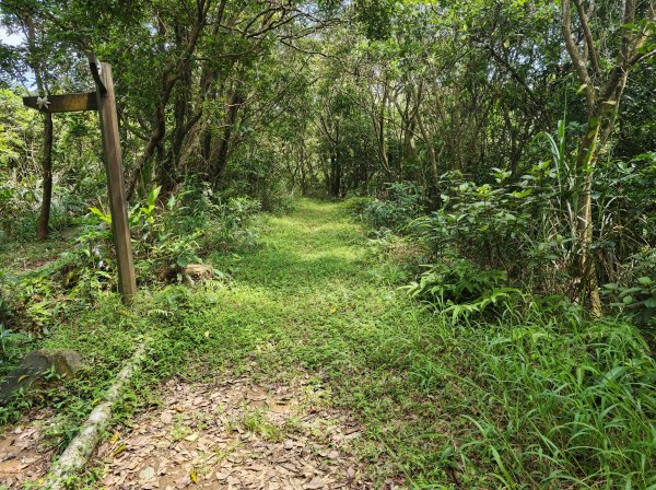[淡蘭古道] 2026_0502 北路第二段_雞母嶺古道3047941