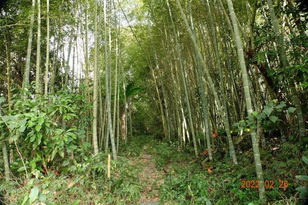 嘉義 阿里山 卓武山1623078