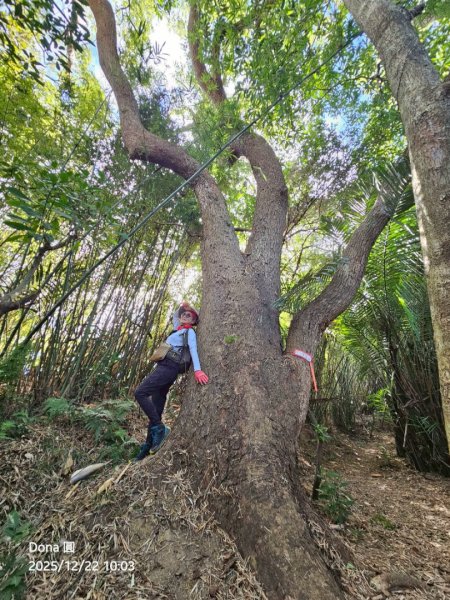 20251222竹東三山步道O型連走(樹杞林山、新具庄山、員崠子山)2975771