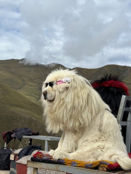 西藏♥️可愛動物🐎人物寫真/拉薩旅拍/美食2911670