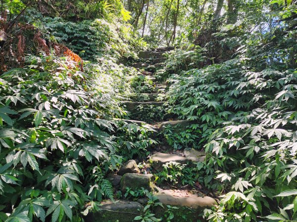 小百岳No.17⛰二格山2895578