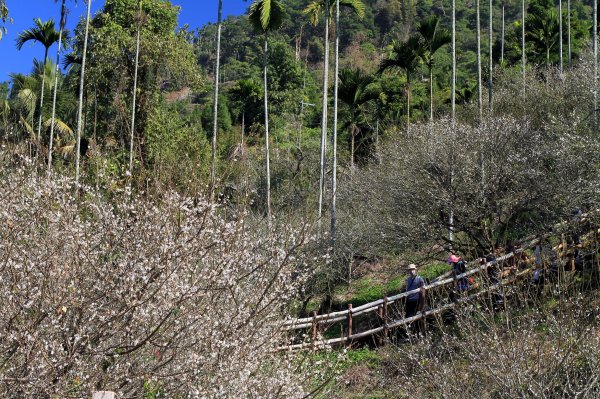 【臺南~楠西】梅嶺賞梅一~觀音步道1246921