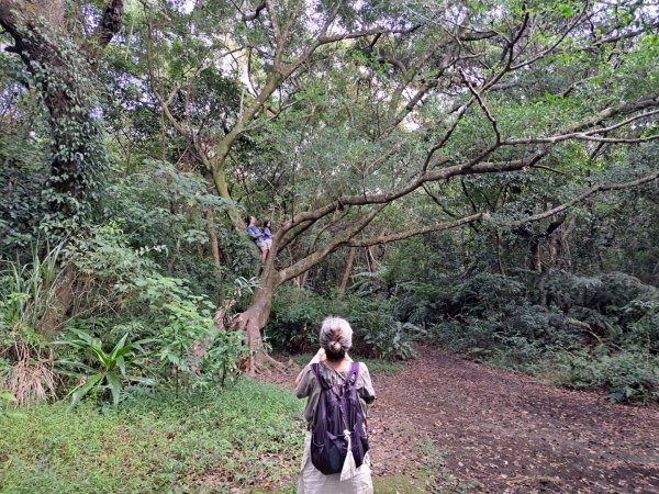小百岳集起來大崙頭尾山親山步道3127356