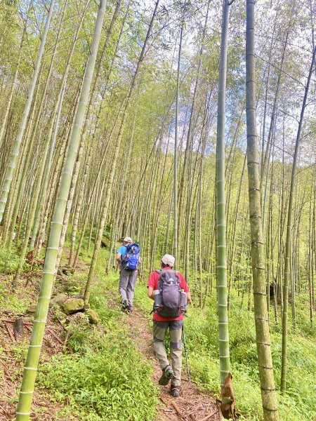 溪頭山、竹崙山、志騰山三山O型順撿內湖山  2024/5/312517732