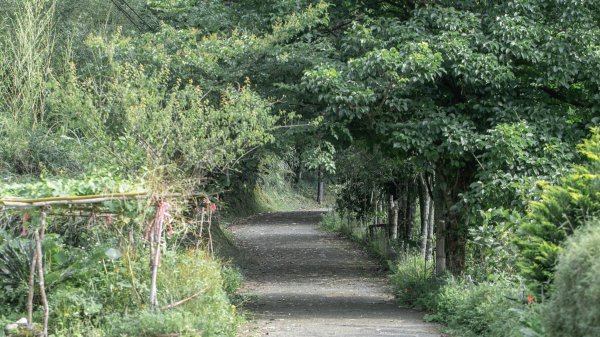 淡蘭古道上的辭職嶺傳說｜崩山坑古道2175693