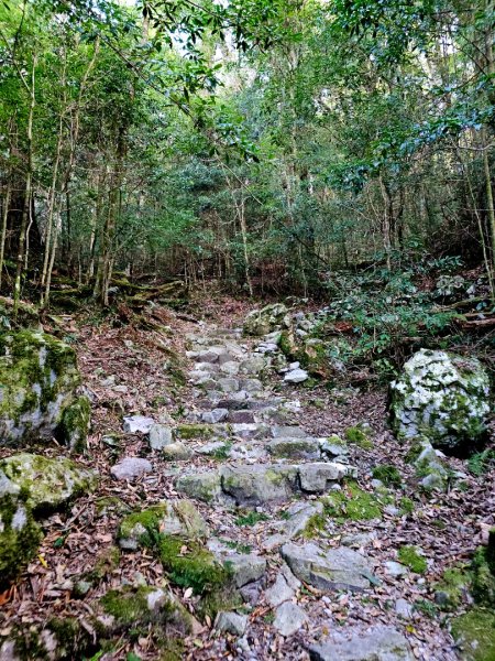 大雪山森林遊樂區森林浴步道2966032
