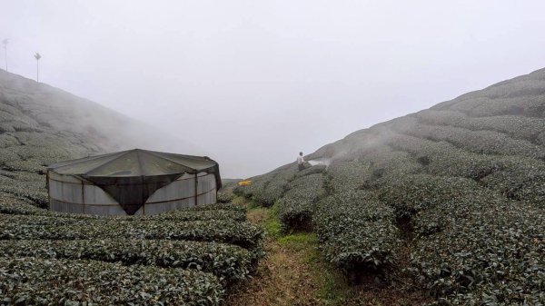雲嘉五連峰 (大尖山、二尖山、馬鞍山、梨子腳山、太平山)2991041