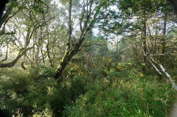 宜蘭 大同 望洋山、翠峰湖步道、山毛櫸步道2880729