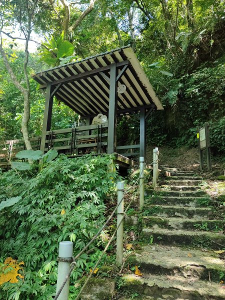 微笑山線：【天上山系】望月亭桐花段2860683