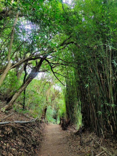 2023/7/13［陽明山賞花賞瀑行］（湖山，橫嶺，半嶺，松溪）2228570