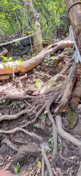 【2024觀音觀鷹尋寶任務】一日走完七條步道完成!2508387