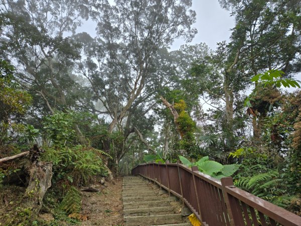 石硦林場（桶頭山）2991257