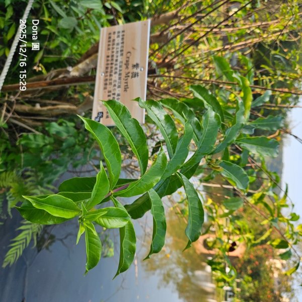 20251216太平山石門山小粗坑山O型+蕃薯藤TINA廚房2972647