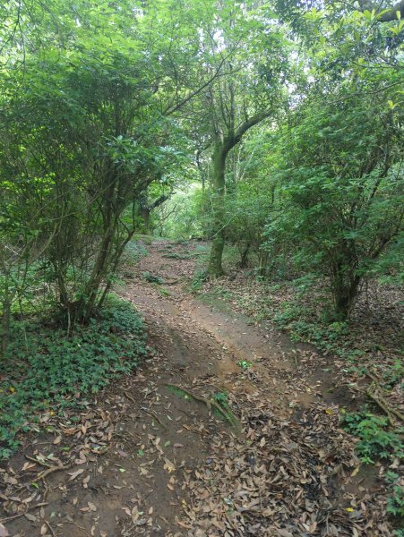 2025.05.17－大屯山步道下清天宮2790042