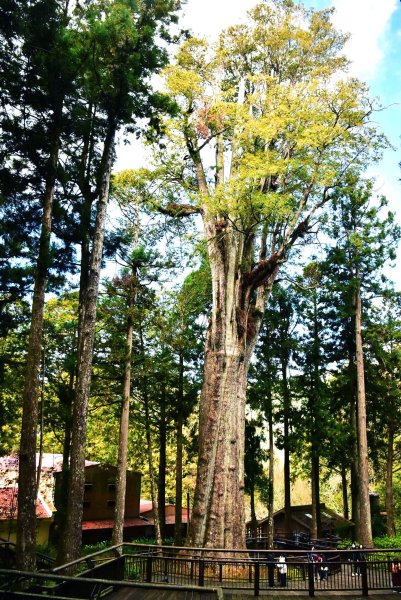 20260207阿里山健行追公車3010599