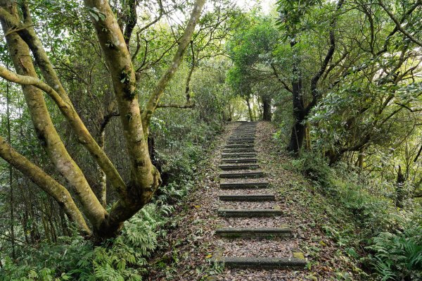 苗栗 大湖 新百二分山(菜壽凸山)、鹿仔望峰2442425