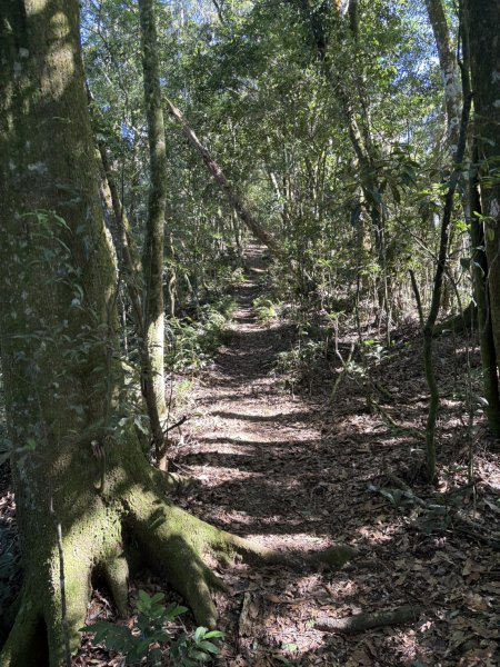 20251116鳴海山、網子山登山步道2938409