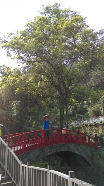 尋訪五月雪的土城桐花公園步道、承天禪寺892887