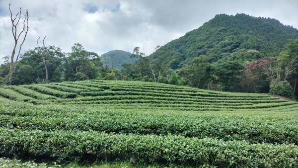 烏來大桶山麓茶園2530798