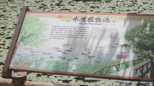 福山植物園-生態天堂1088840