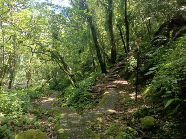 平溪區東勢格越嶺古道+孝子山步道(慈恩嶺+慈母峰)探花(艷紅鹿子百合)路線O型2848666