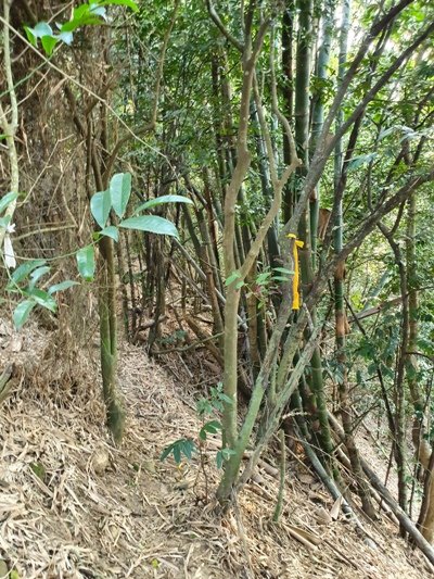 林內咬狗山810646