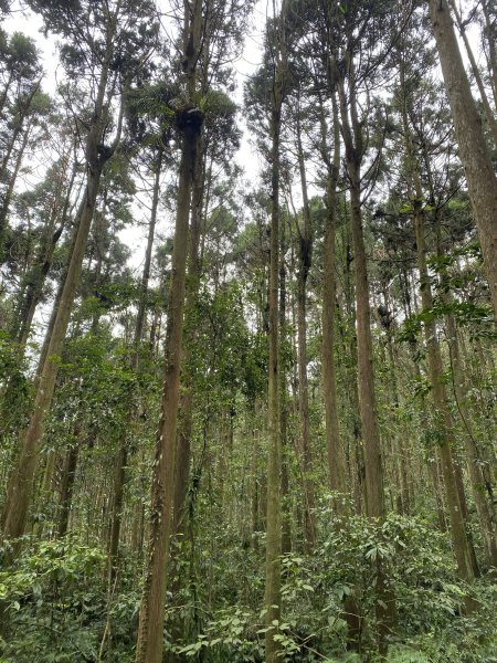 竹崙山志騰山3065561