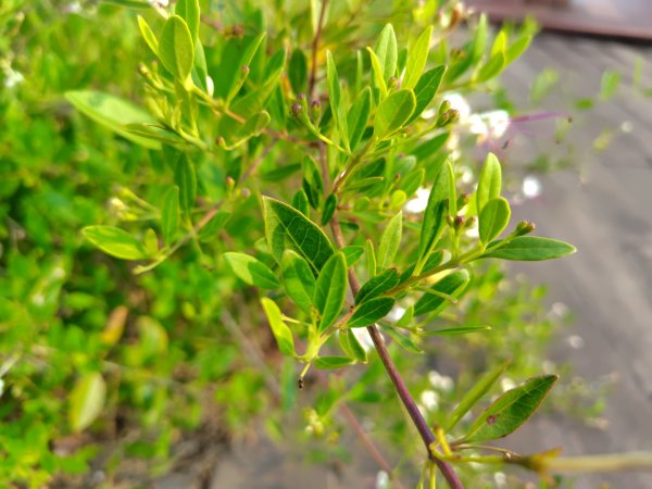 健行筆記雲林近郊山頭及湖山水庫2751685