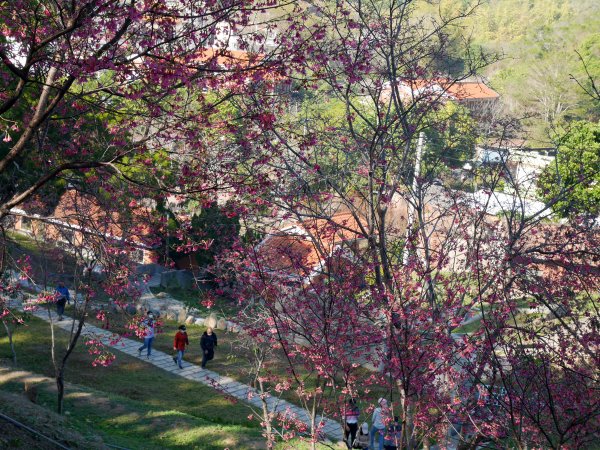 虎山巖步道—滿山李花白1268676