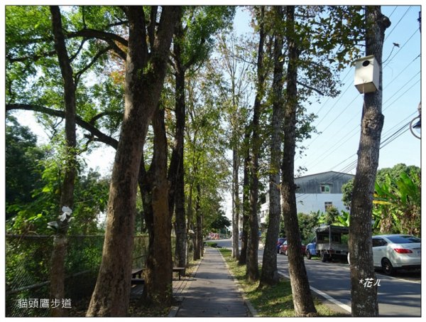 貓頭鷹步道(台中、太平)1585675