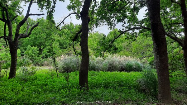《苗栗》楓香林道｜頭份老崎古道（後花園步道）202503292748866