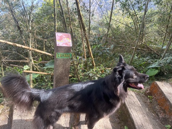 嘉雲二尖山、大尖山2734884