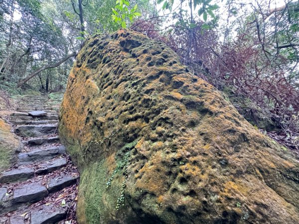 台北縱走第四段訪雙溪山 梅花山與西峰南峰西南峰 碧山3012796