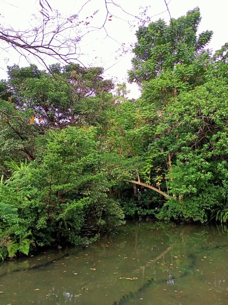 【南山神壽任務尋寶趣】徜徉台北植物園步道1575636