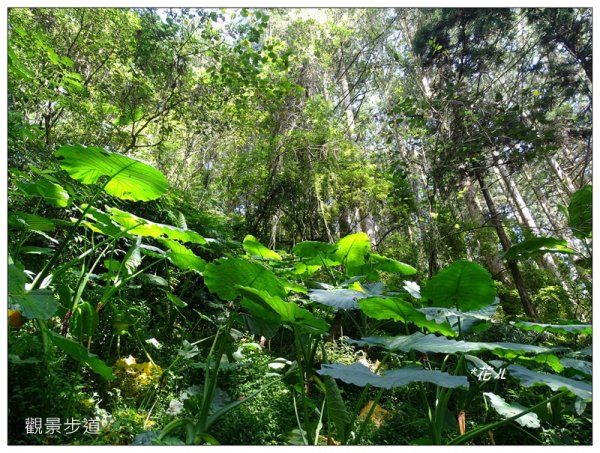 溪頭/山芙蓉之旅712605