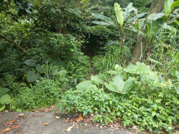 新店小獅山訪11座涼亭縱走待老坑山尋山頭902168
