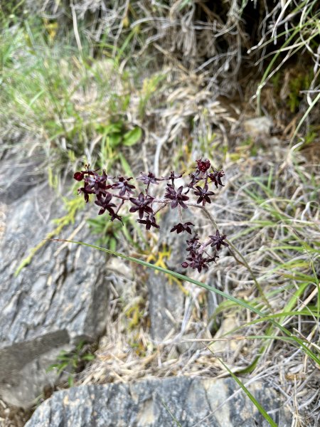 【山の紀事】高山植物花卉2224652