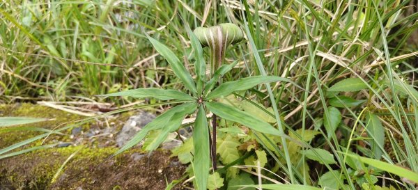 2025/05/01-凌空廊道上李崠山2775495
