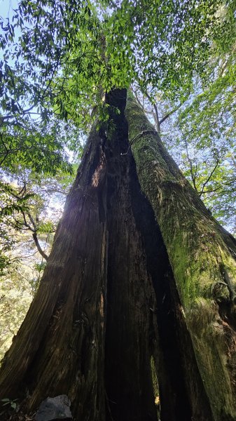 【被遺忘的南橫仙境】中之關、天池步道O繞10K2798202