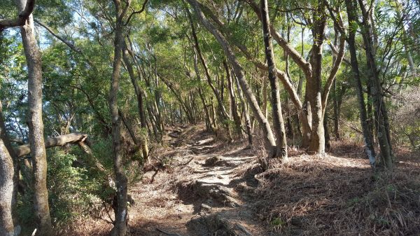 笠頂山步道